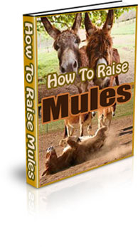 How to raise Mules