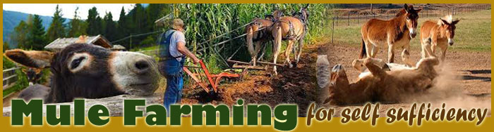Mule Farming For Self Sufficiency
