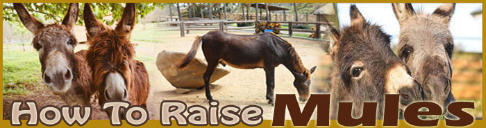 how to raise mules FAQ