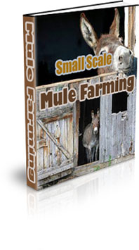 The Small Scale Mule Farming eBook