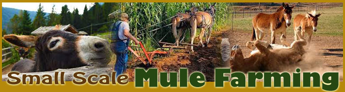 Small Scale Mule Farming