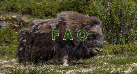 Raising Musk Oxen Frequently Asked Questions