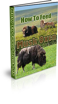 What Habitat Do Musk Ox Live In