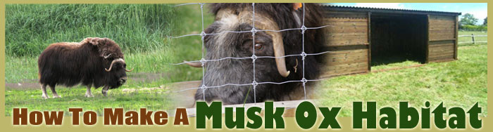How To Make A Musk Oxen Habitat