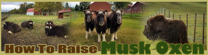 how to raise water buffalo sitemap