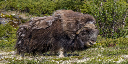 Musk Ox Farming For Self Sufficiency Frequently Asked Questions
