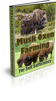 The Musk Ox Farming For Self Sufficiency eBook