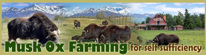 Musk Ox Farming For Self Sufficiency