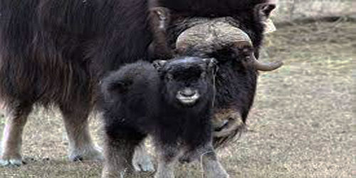 Small Scale Musk Ox Farming Frequently Asked Questions
