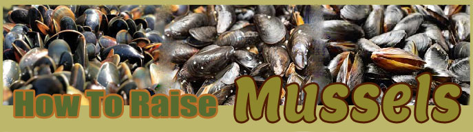 How long are mussels good for?