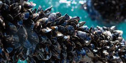Making A Mussel Habitat Frequently Asked Questions