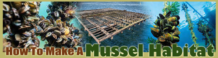 How To Make A Mussel Habitat