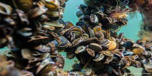 Mussel Farming For Self Sufficiency Frequently Asked Questions