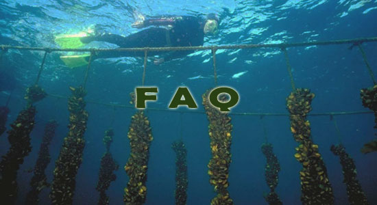 Raising Mussels Frequently Asked Questions