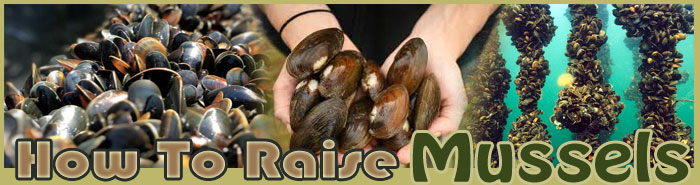 how to raise mussels FAQ