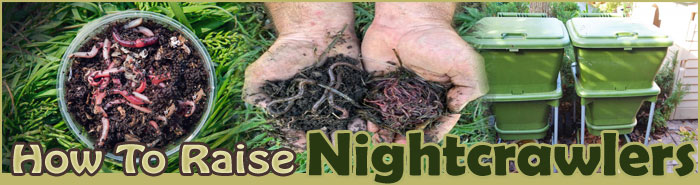 how to raise edible insects FAQ