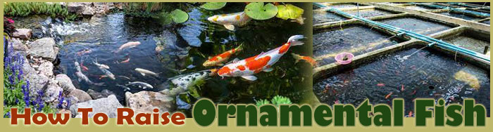 how to raise rainbow trout sitemap