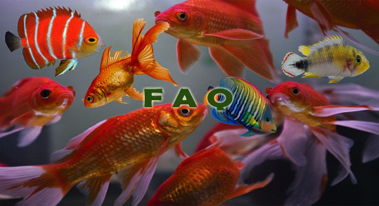 Raising Ornamental Fish Frequently Asked Questions