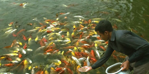 Ornamental Fish Farming For Self Sufficiency Frequently Asked Questions