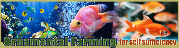 Ornamental Fish Farming For Self Sufficiency