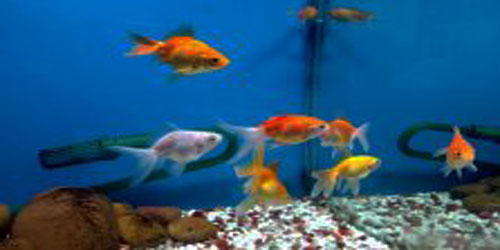 Small Scale Ornamental Farming Frequently Asked Questions