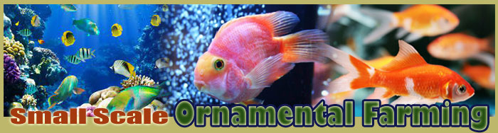 Small Scale Ornamental Farming