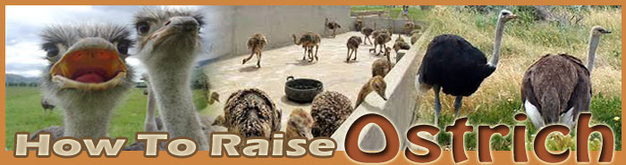 how to raise ostrich about us
