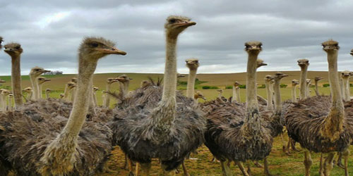 Making An Ostrich Habitat Frequently Asked Questions