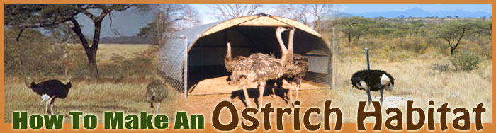 How To Make An Ostrich Habitat
