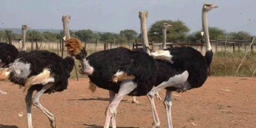 Ostrich Farming For Self Sufficiency Frequently Asked Questions