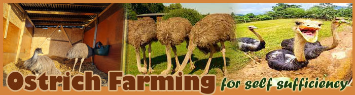 Ostrich Farming For Self Sufficiency