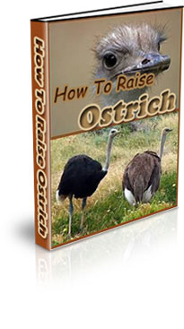How To Raise Ostrich