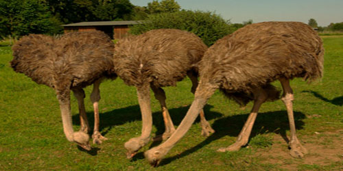 Small Scale Ostrich Farming Frequently Asked Questions