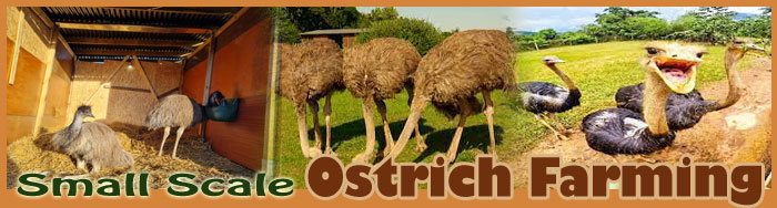 Small Scale Ostrich Farming