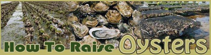 how to raise oysters sitemap