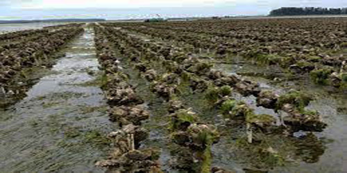 Making An Oyster Habitat Frequently Asked Questions