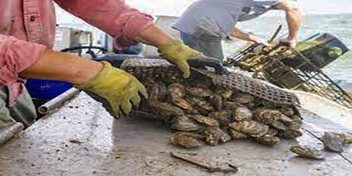 Oyster Farming For Self Sufficiency Frequently Asked Questions