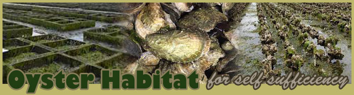Oyster Farming For Self Sufficiency