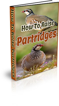 How to raise partridges