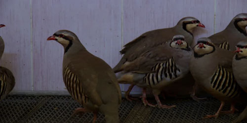 Making A Partridge Habitat Frequently Asked Questions