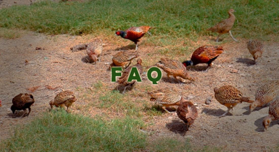 Raising Partridges Frequently Asked Questions
