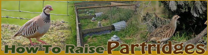 how to raise partridges FAQ