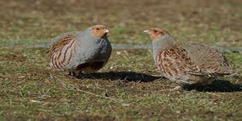 Partridge Farming For Self Sufficiency Frequently Asked Questions