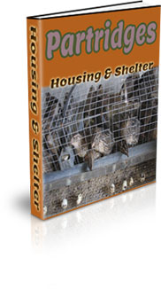 How To Get Started Farming Partridge