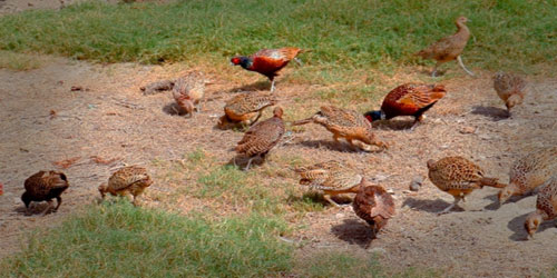 Small Scale Partridge Farming Frequently Asked Questions