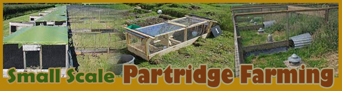Small Scale Partridge Farmings