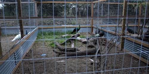 Making A Peafowl Habitat Frequently Asked Questions