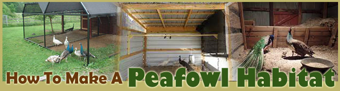 How To Make A Peafowl Habitat