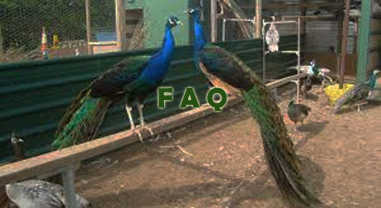 Raising Peafowls Frequently Asked Questions