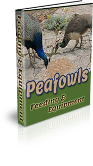 Peafowl Farming At Home